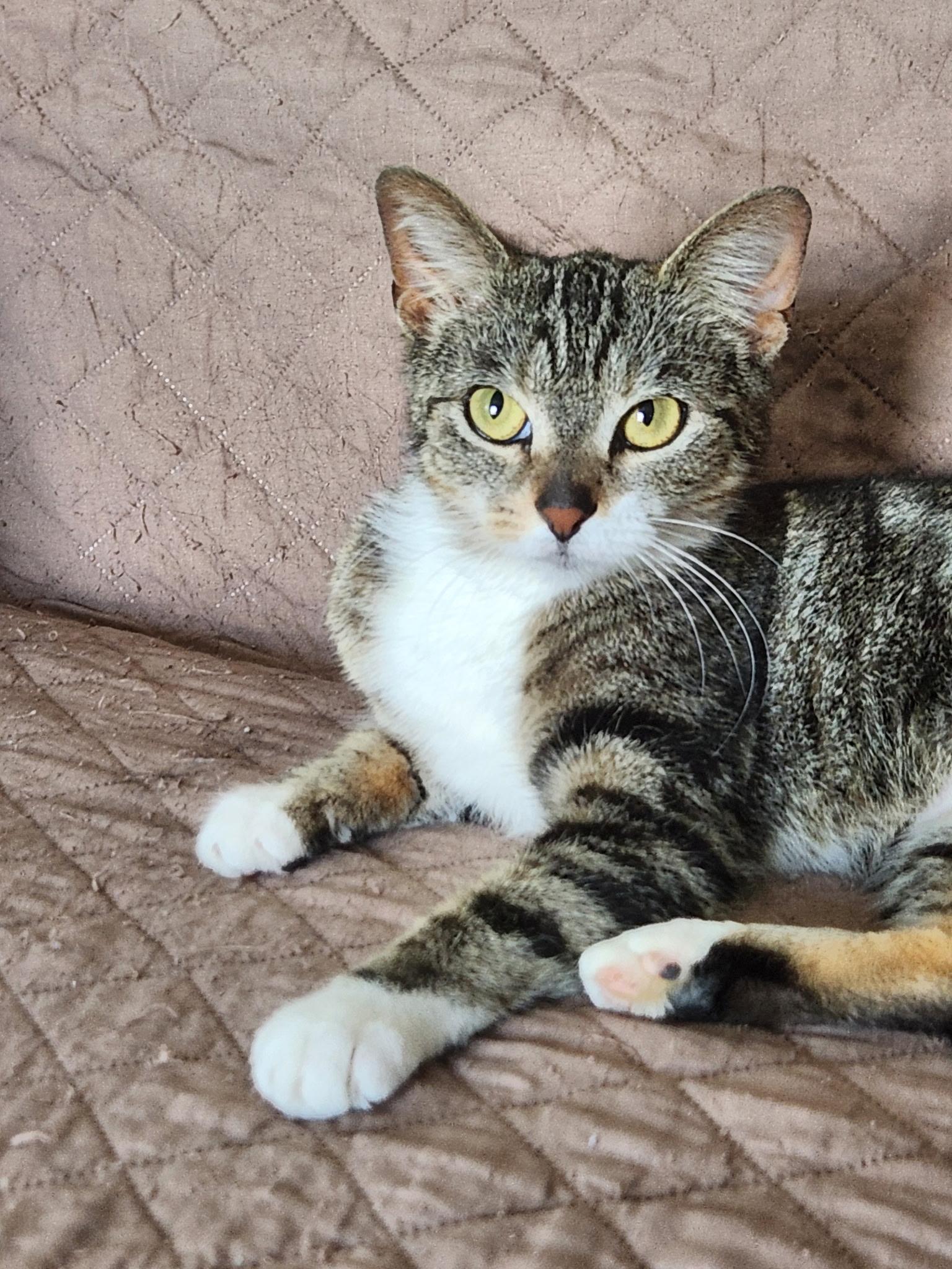 Sally, an adopted Domestic Short Hair in Cleveland, OH image 3/6