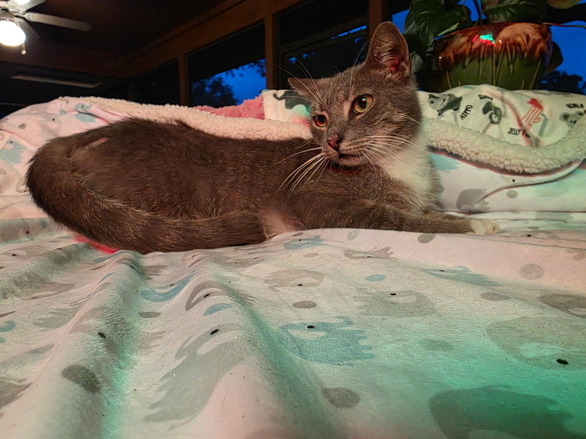 Princess, Adoptable, Adult Female Domestic Short Hair.