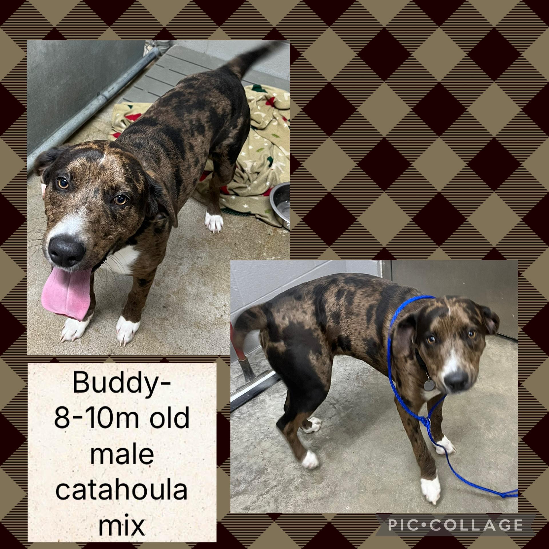 Enlarge Buddy, a ADOPTABLE mixed breed in Bryan, OH image 1/1