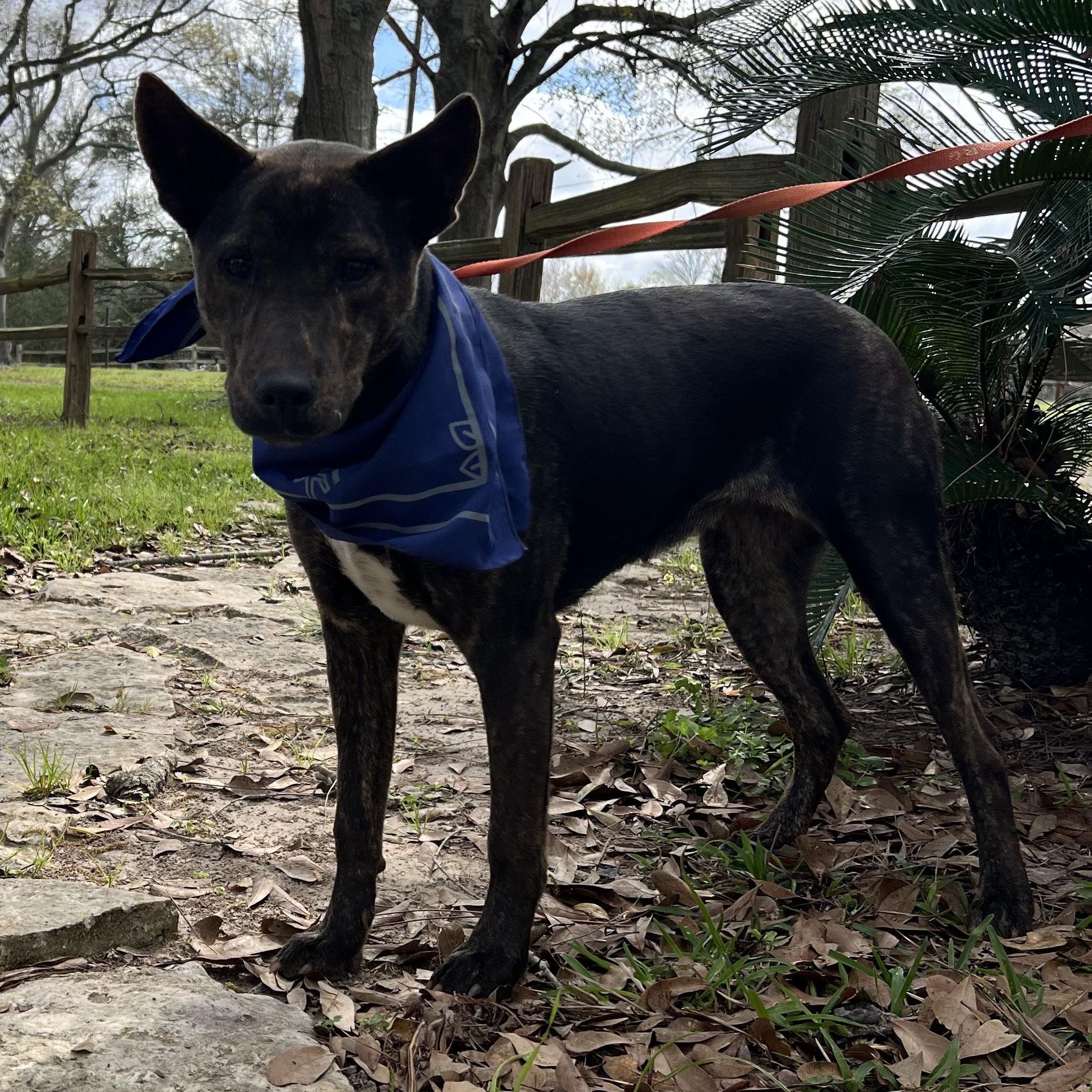 Nibbles, an adopted mixed breed in Moses lake, WA image 2/2