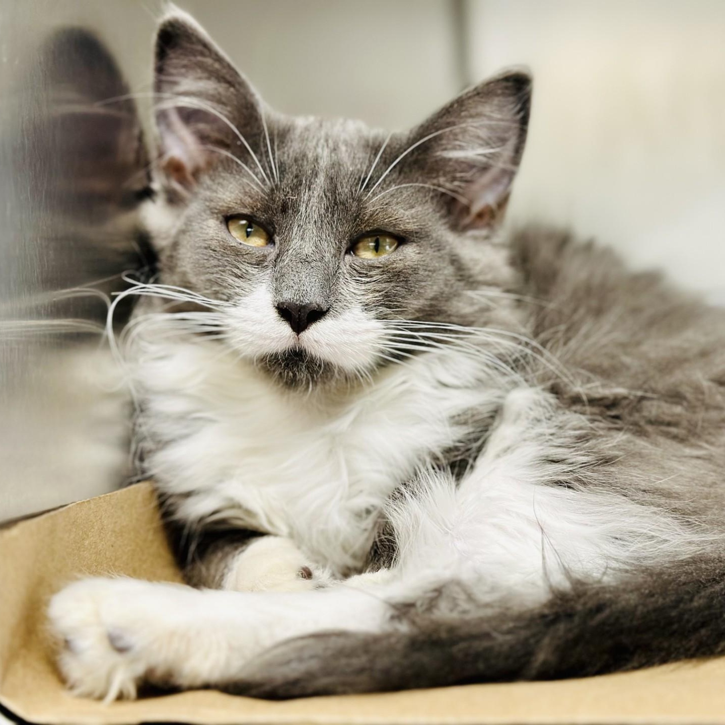 Tinsel, Adoptable, Young Female Domestic Medium Hair.