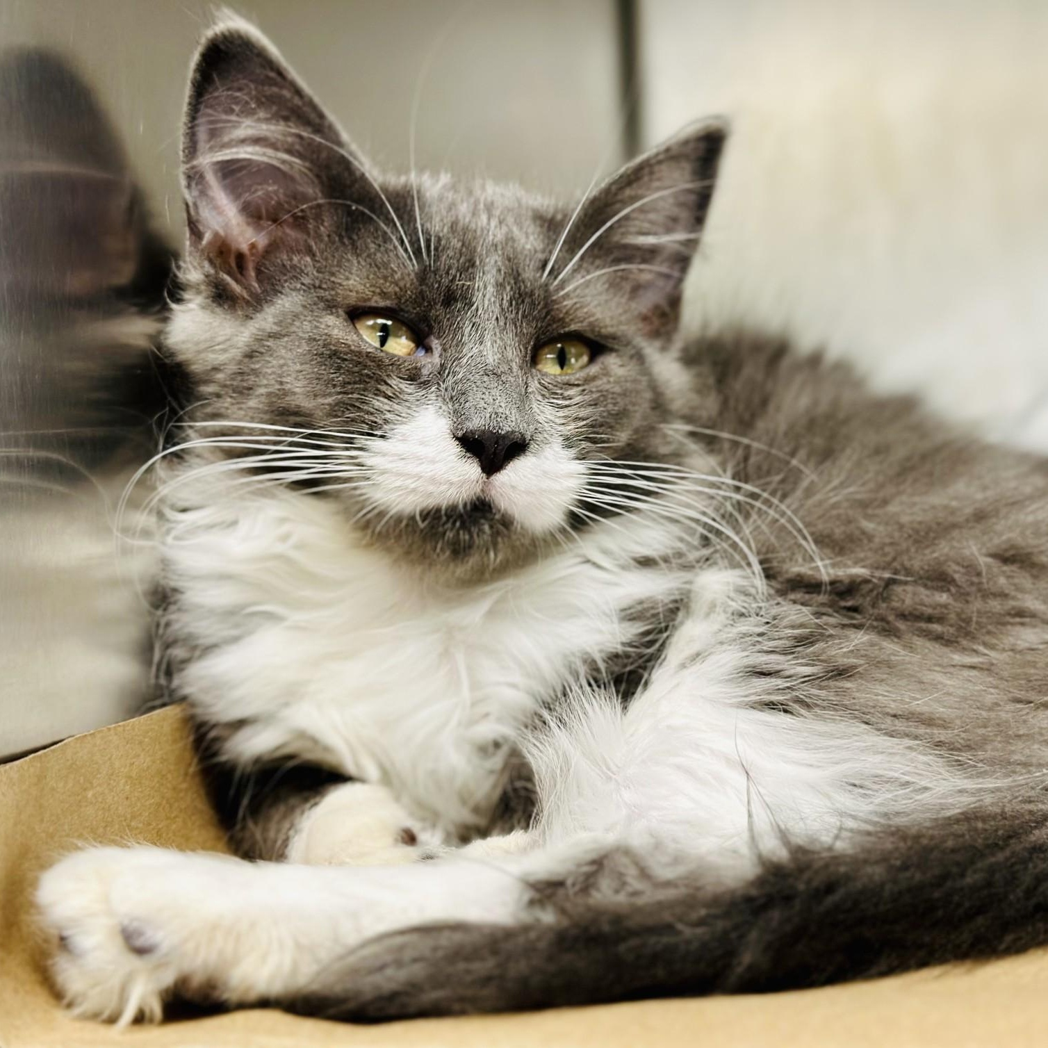 Tinsel, a Adoptable Domestic Medium Hair in Jackson, NJ image 2/2