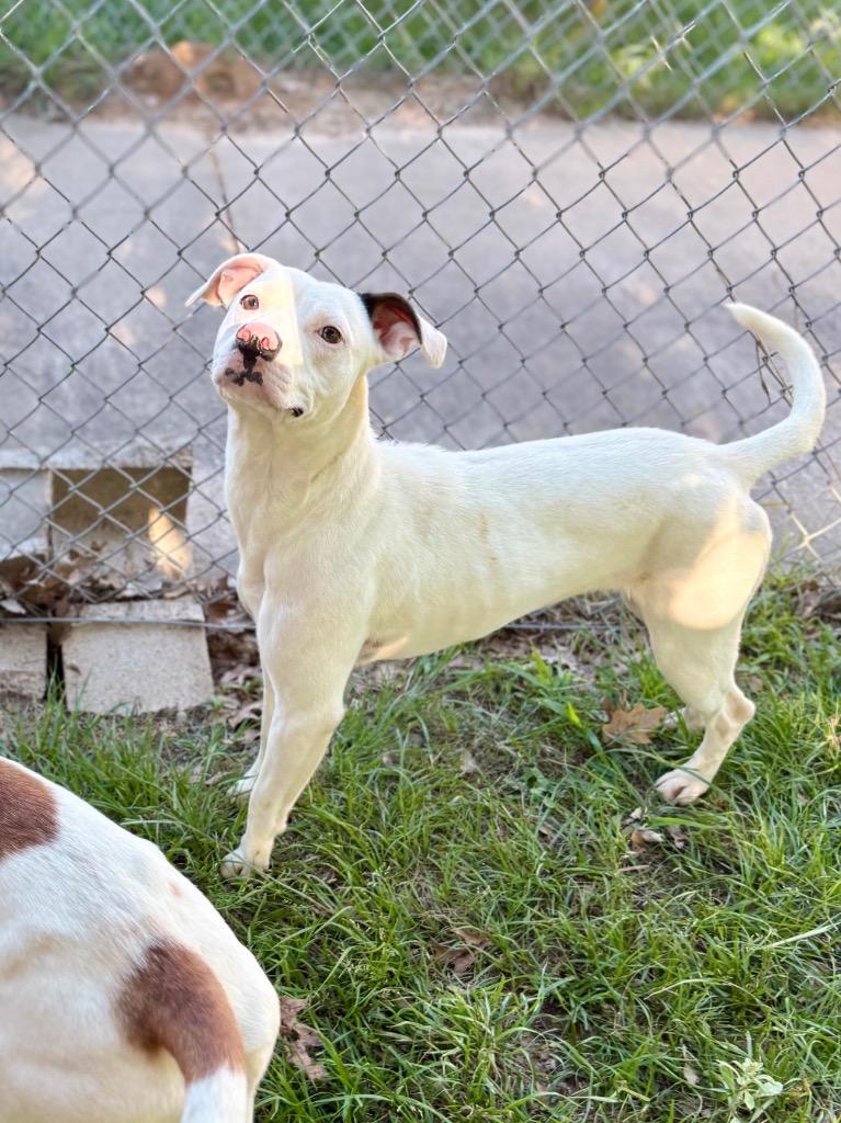 Cream, Adoptable, Young Female Pit Bull Terrier.