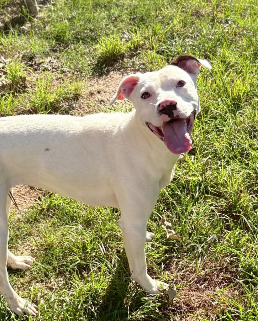 Cream, a Adoptable Pit Bull Terrier in Nacogdoches, TX image 2/5