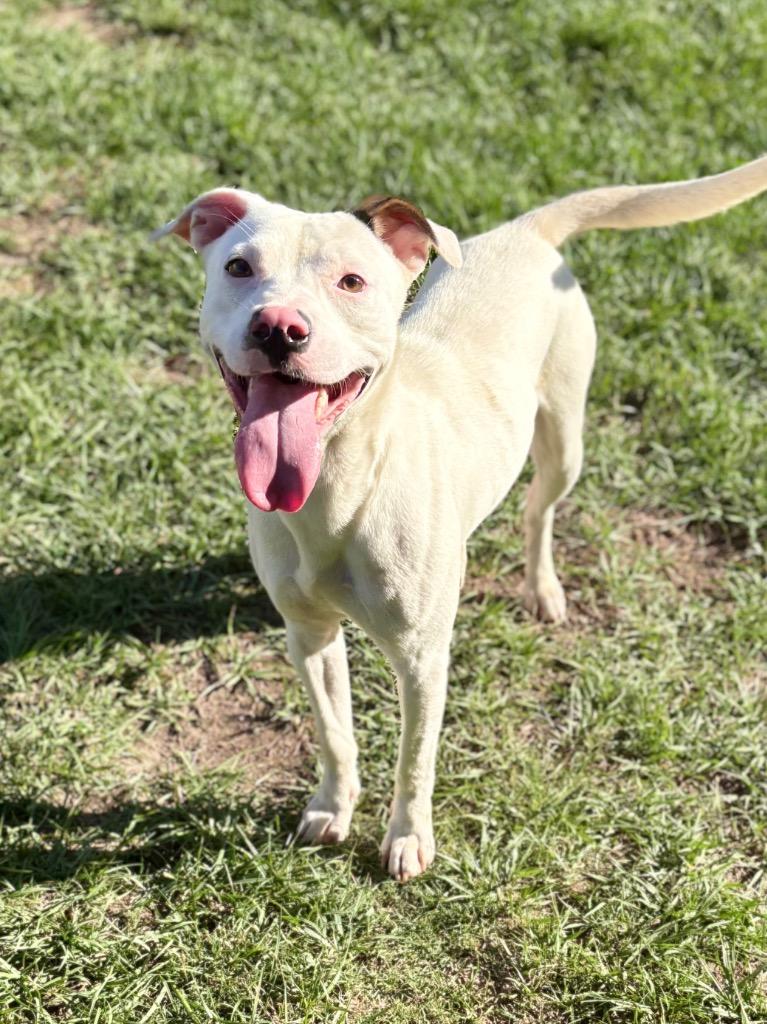 Cream, a Adoptable Pit Bull Terrier in Nacogdoches, TX image 3/5