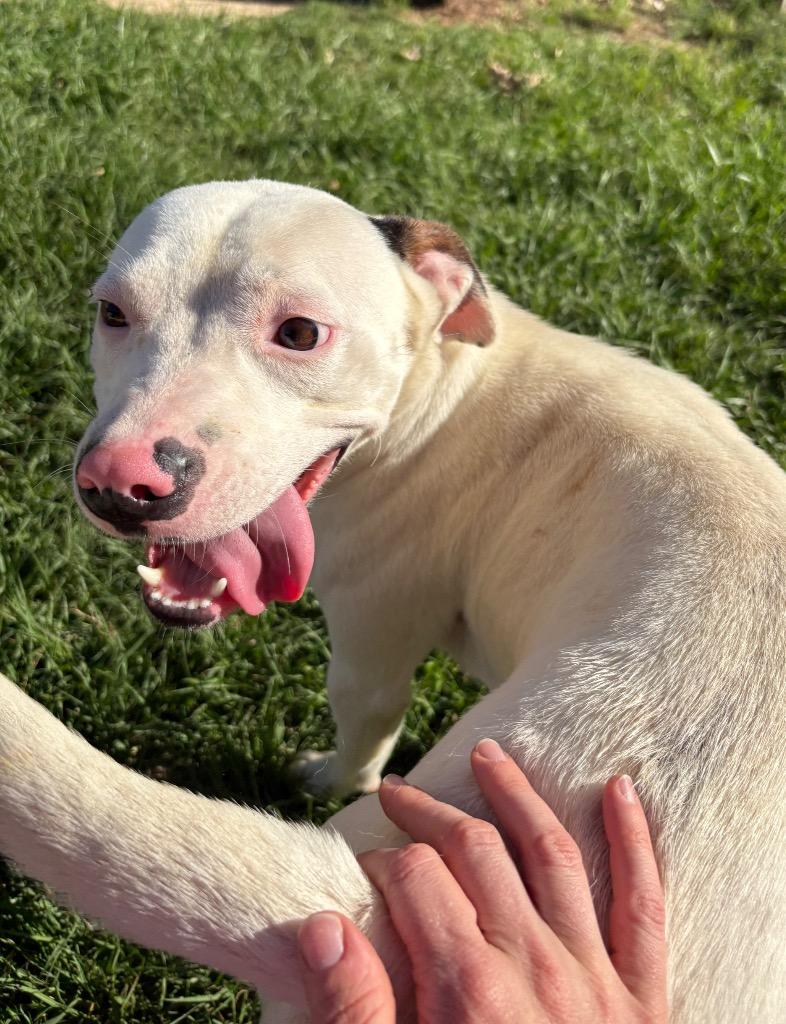 Cream, a Adoptable Pit Bull Terrier in Nacogdoches, TX image 4/5