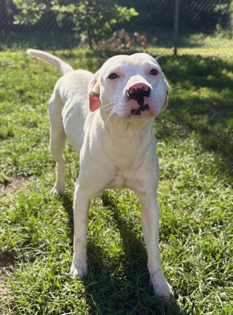 Cream, a Adoptable Pit Bull Terrier in Nacogdoches, TX image 5/5