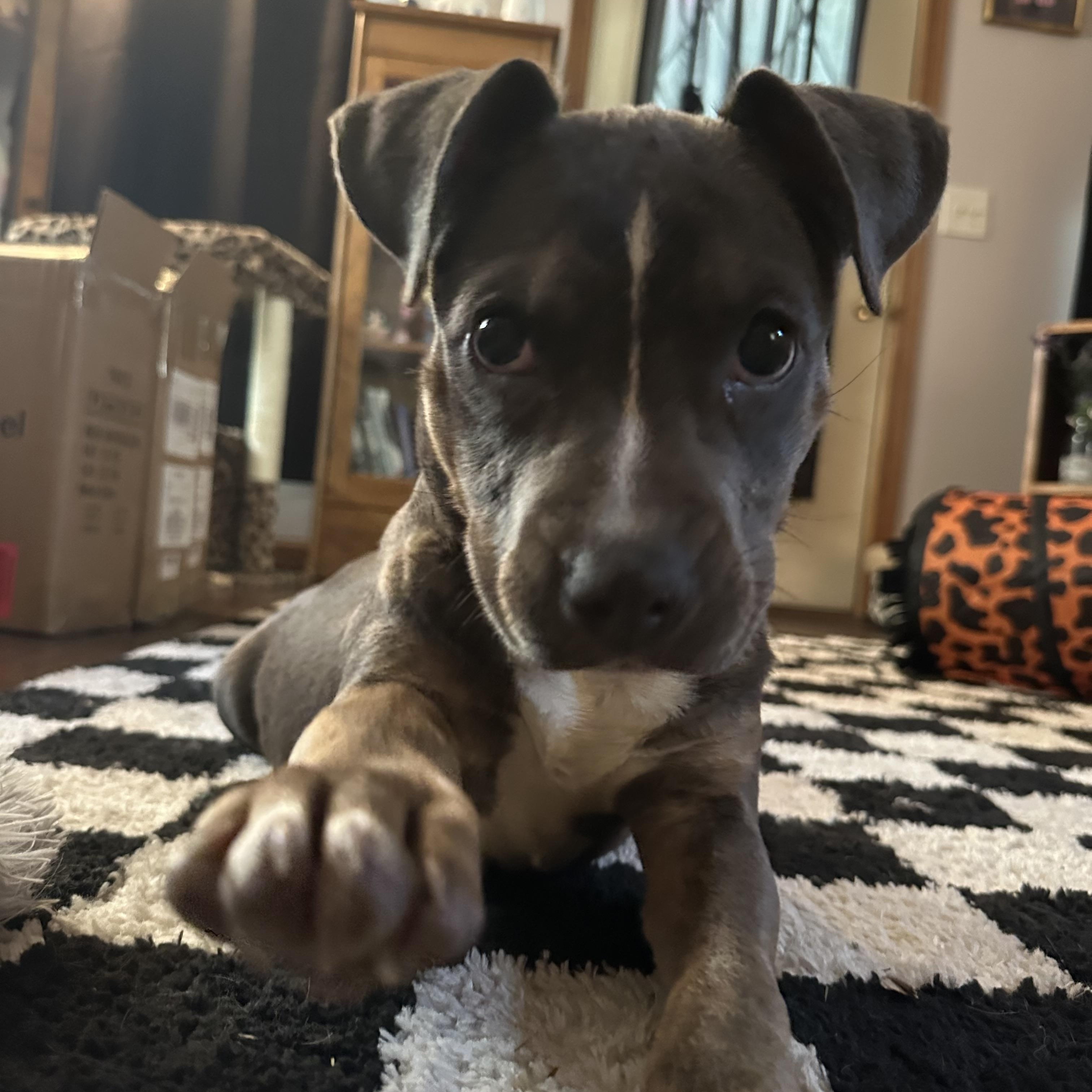 Enlarge Cloud 9, a Adopted mixed breed in Crystal Lake, IL image 6/6