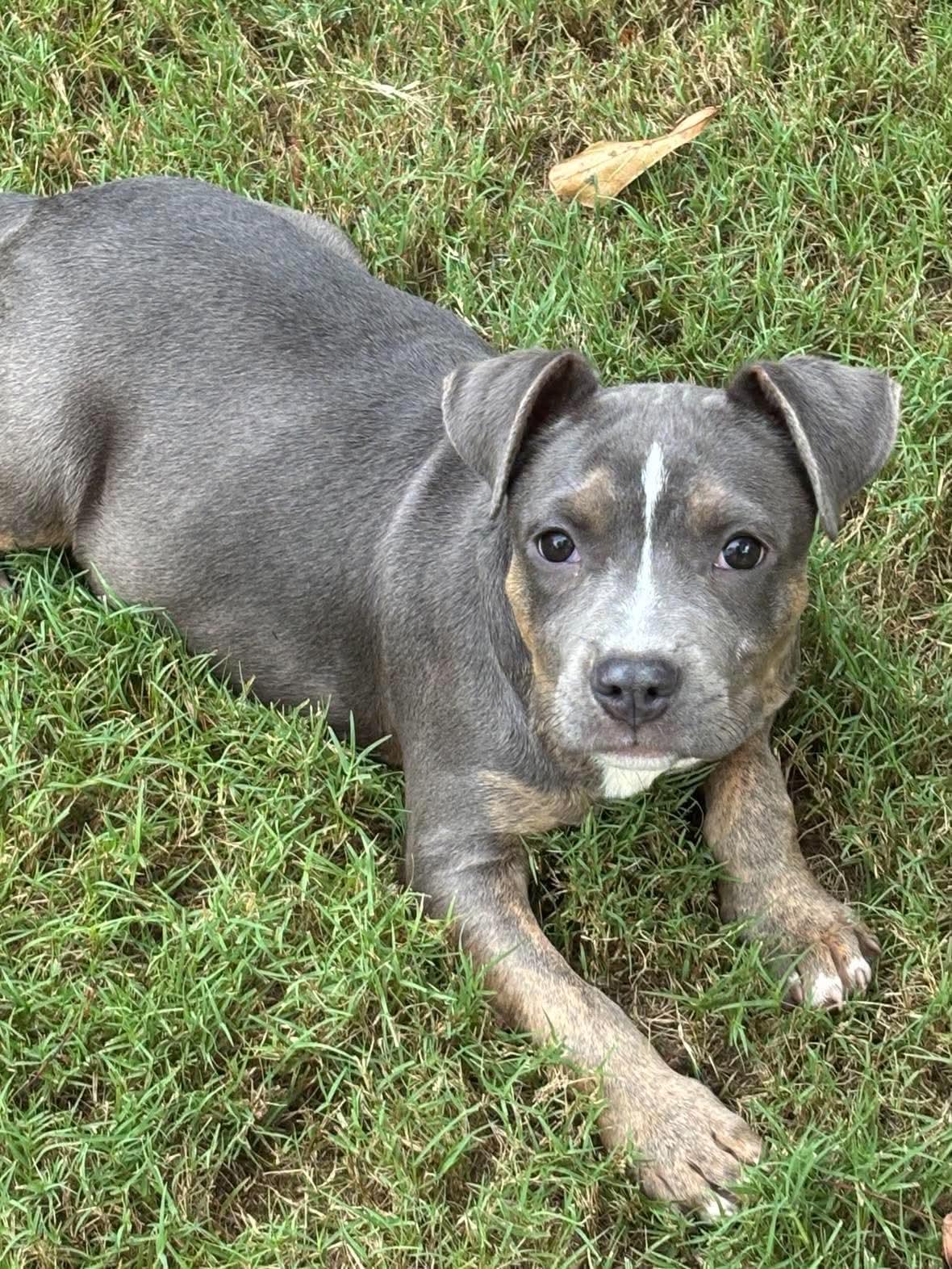 Enlarge Cloud 9, a Adopted mixed breed in Crystal Lake, IL image 3/6