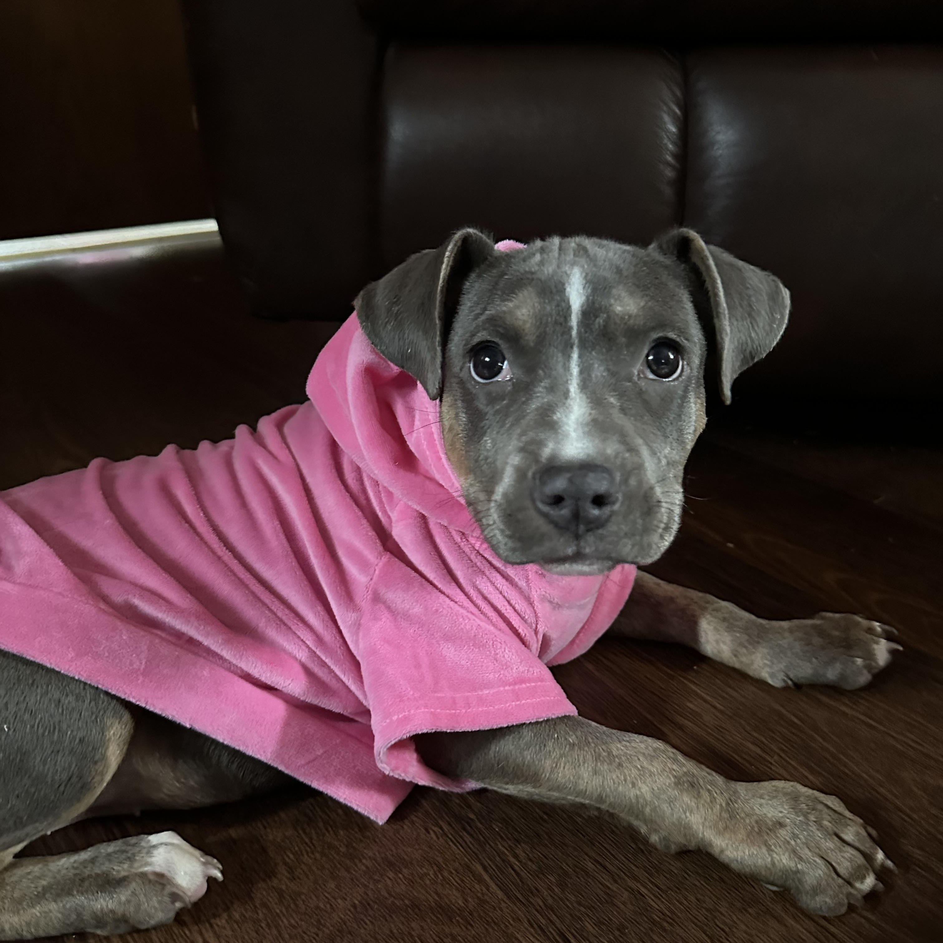 Cloud 9, Adopted, Puppy Female Pit Bull Terrier.