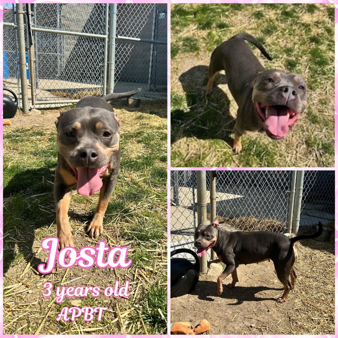 Josta, ADOPTABLE, Adult Female Pit Bull Terrier.