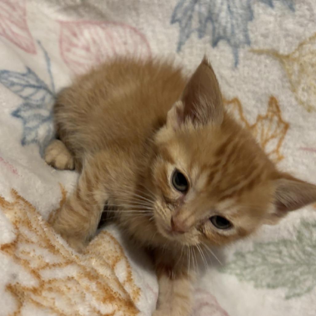 Hermione, Adoptable, Kitten Female Domestic Short Hair.