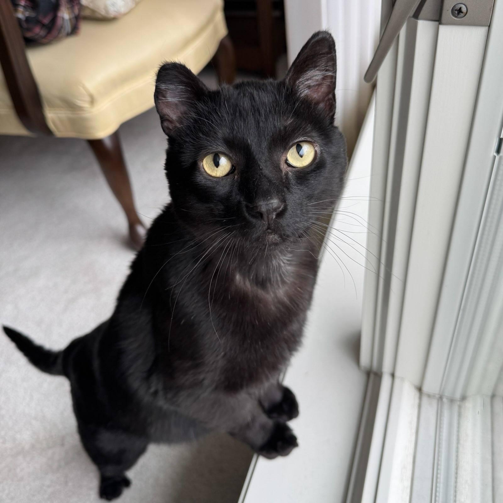 ISAIAH, Adoptable, Adult Male Domestic Short Hair.