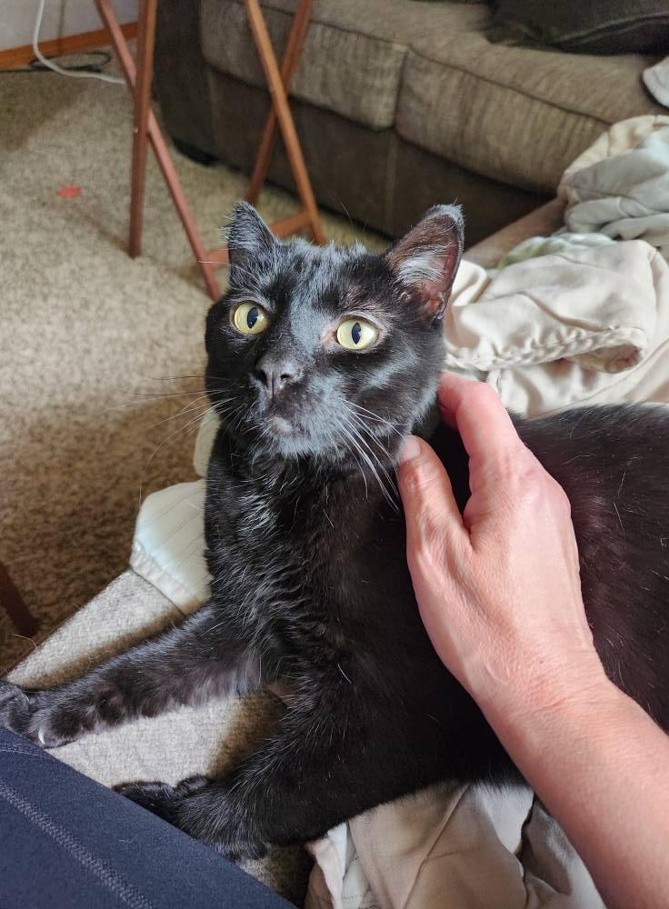 Enlarge ISAIAH, a Adoptable mixed breed in Grand Forks, ND image 2/5