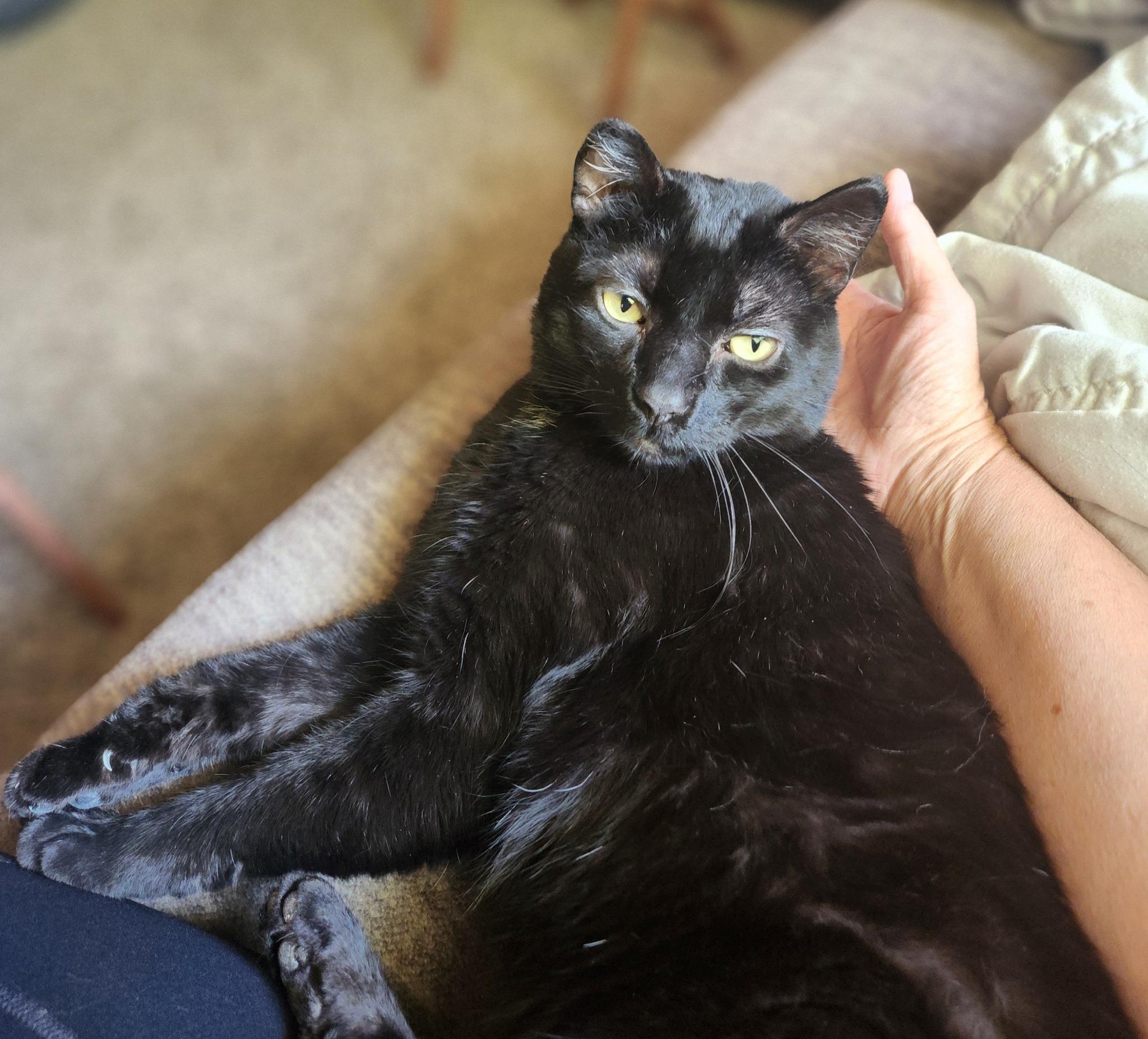 Enlarge ISAIAH, a Adoptable mixed breed in Grand Forks, ND image 3/5