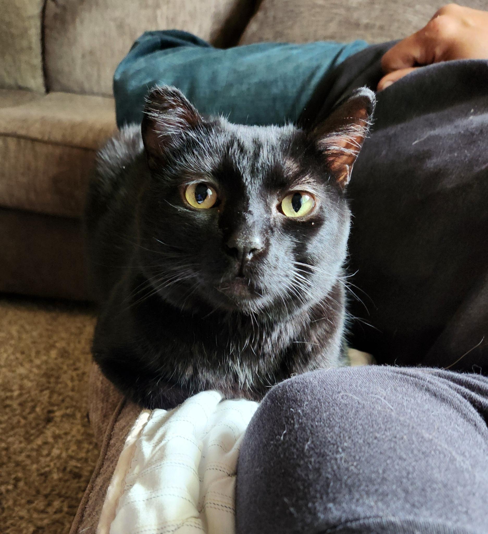 Enlarge ISAIAH, a Adoptable mixed breed in Grand Forks, ND image 4/5