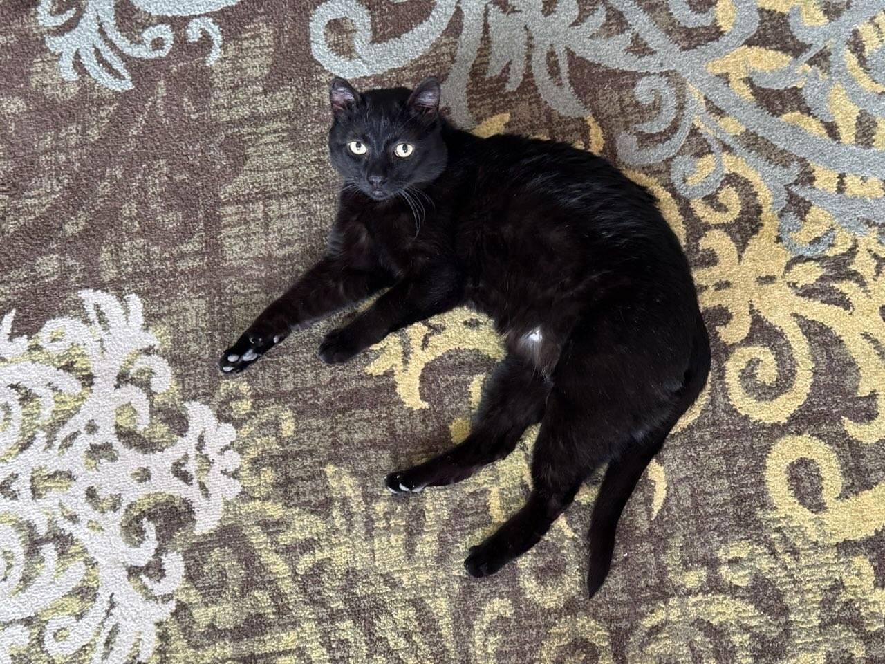 Enlarge ISAIAH, a Adoptable mixed breed in Grand Forks, ND image 5/5