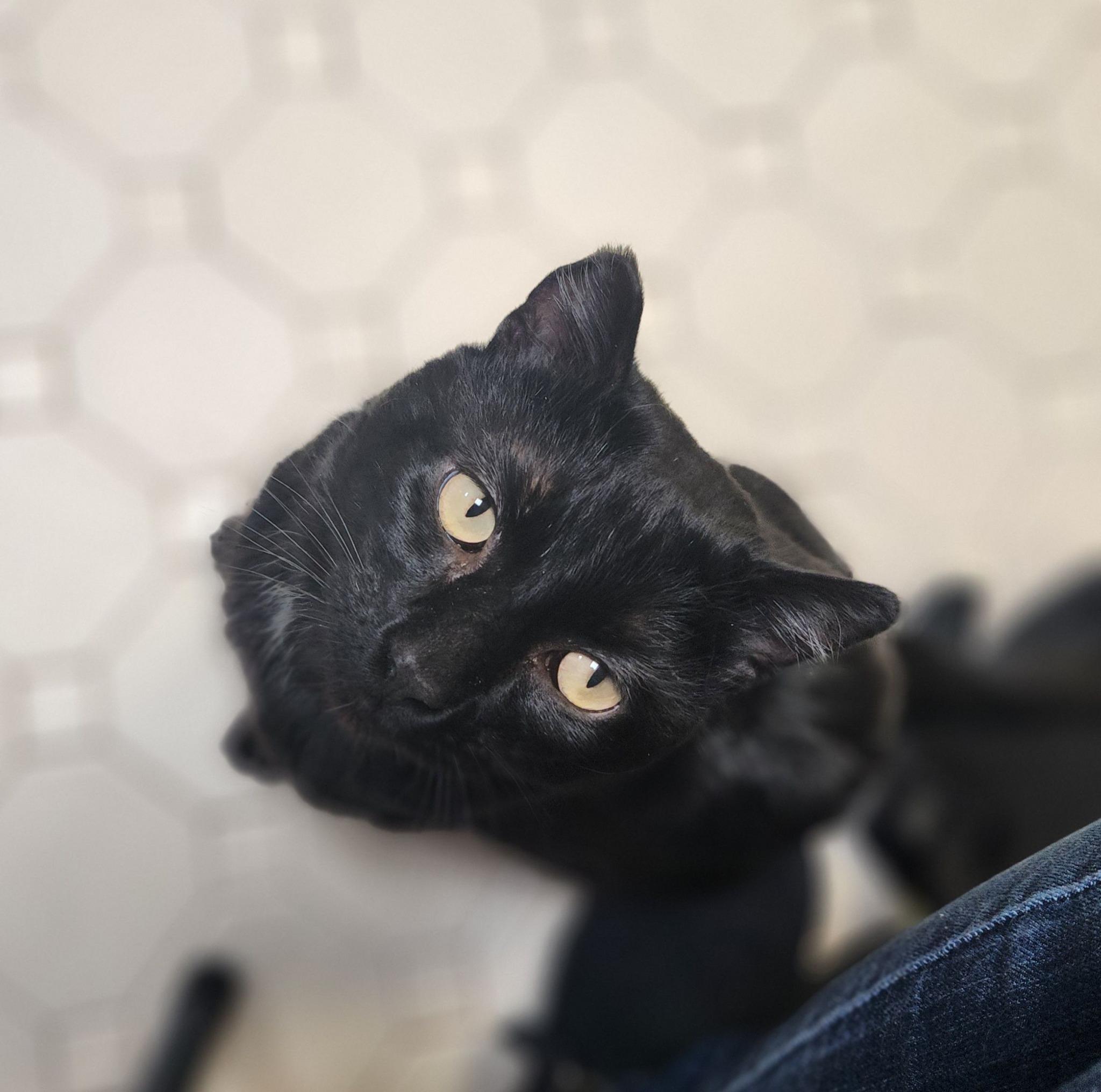 ISAIAH, Adult Male Domestic Short Hair