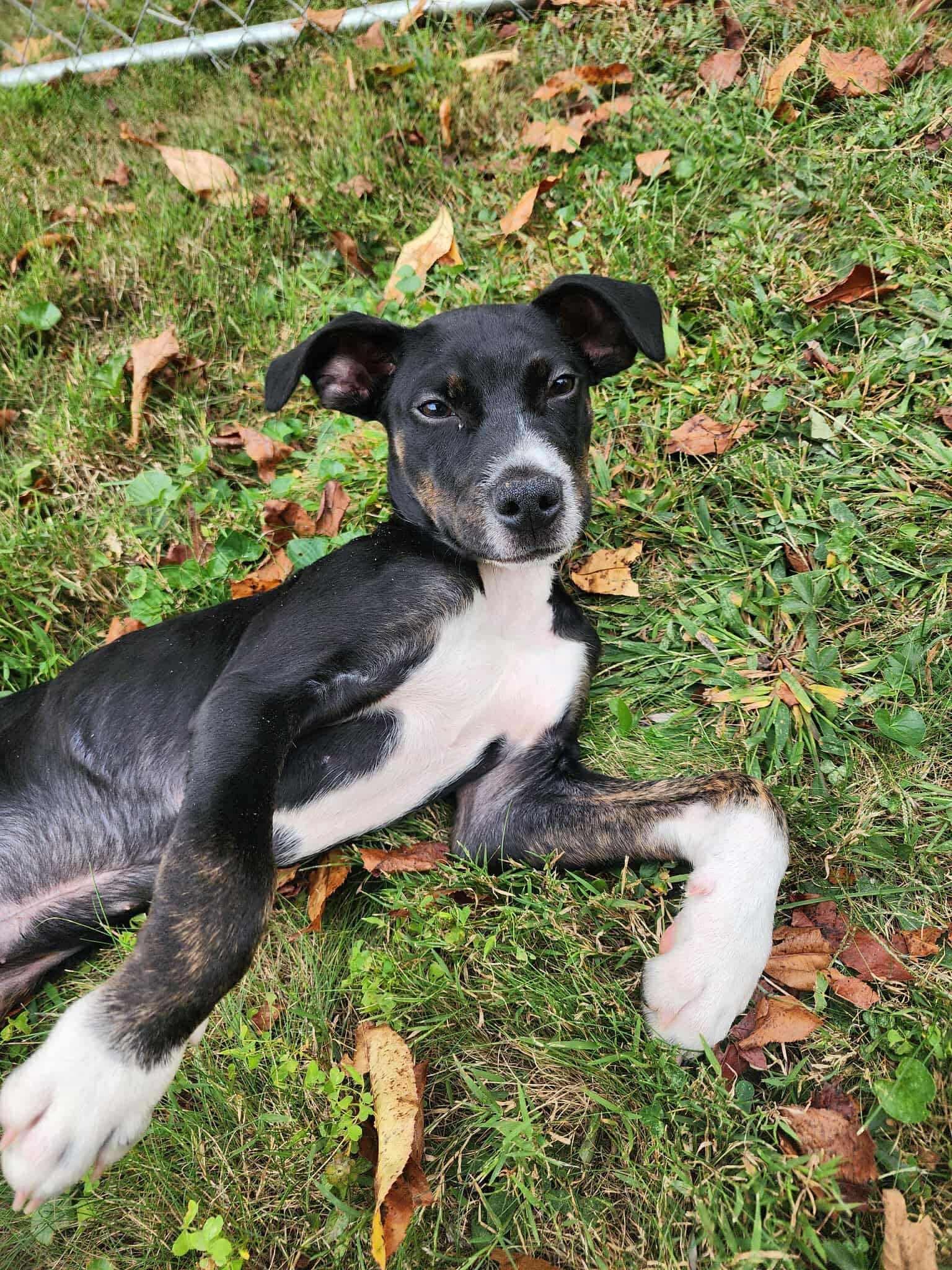 Louie