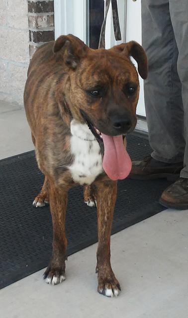 Enlarge Qira, a Adoptable mixed breed in Neosho, MO image 3/6