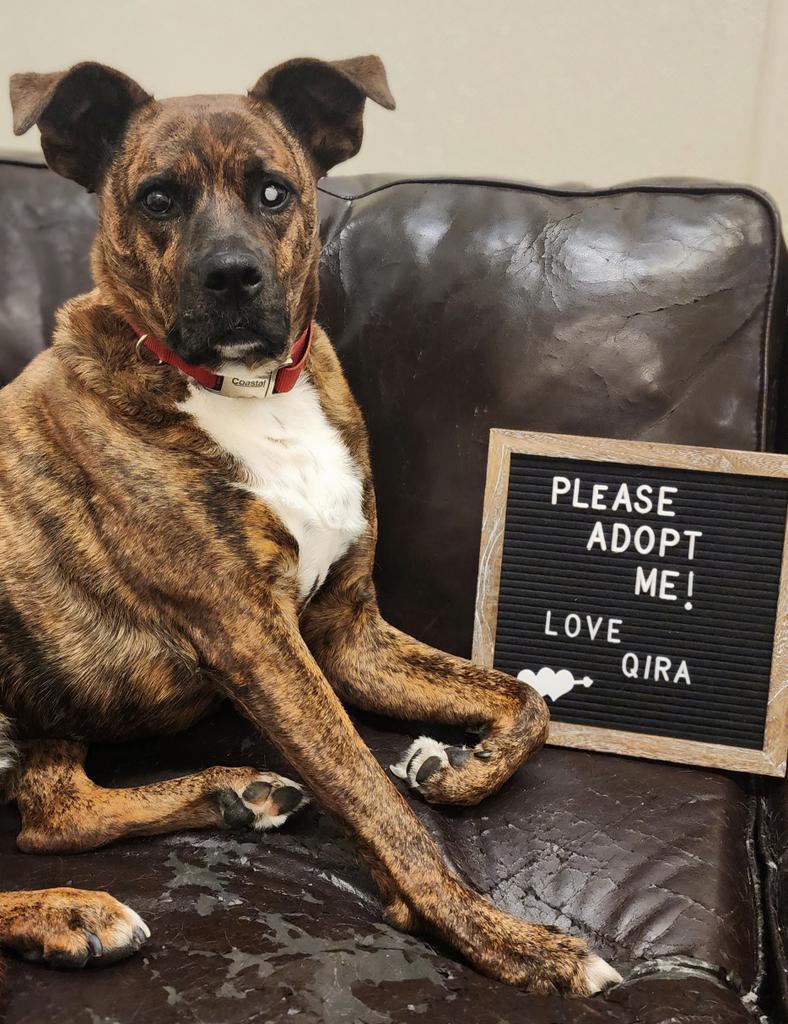 Enlarge Qira, a Adoptable mixed breed in Neosho, MO image 5/6