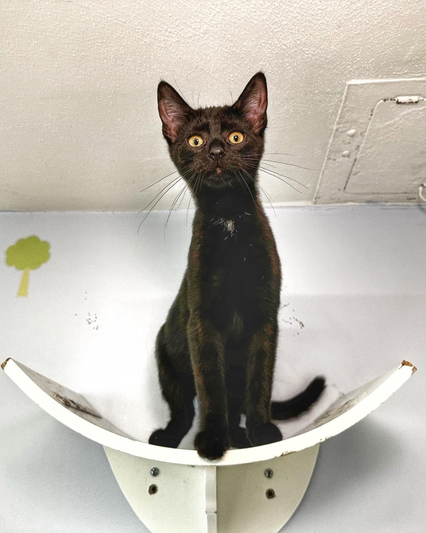 Enzo, Adopted, Kitten Male Domestic Short Hair.