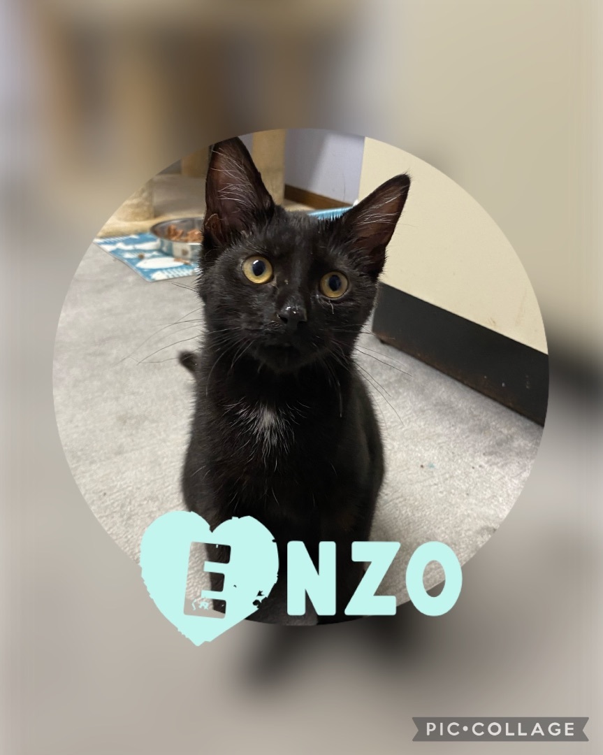 Enzo, a Adopted Domestic Short Hair in Pomona, NY image 2/5