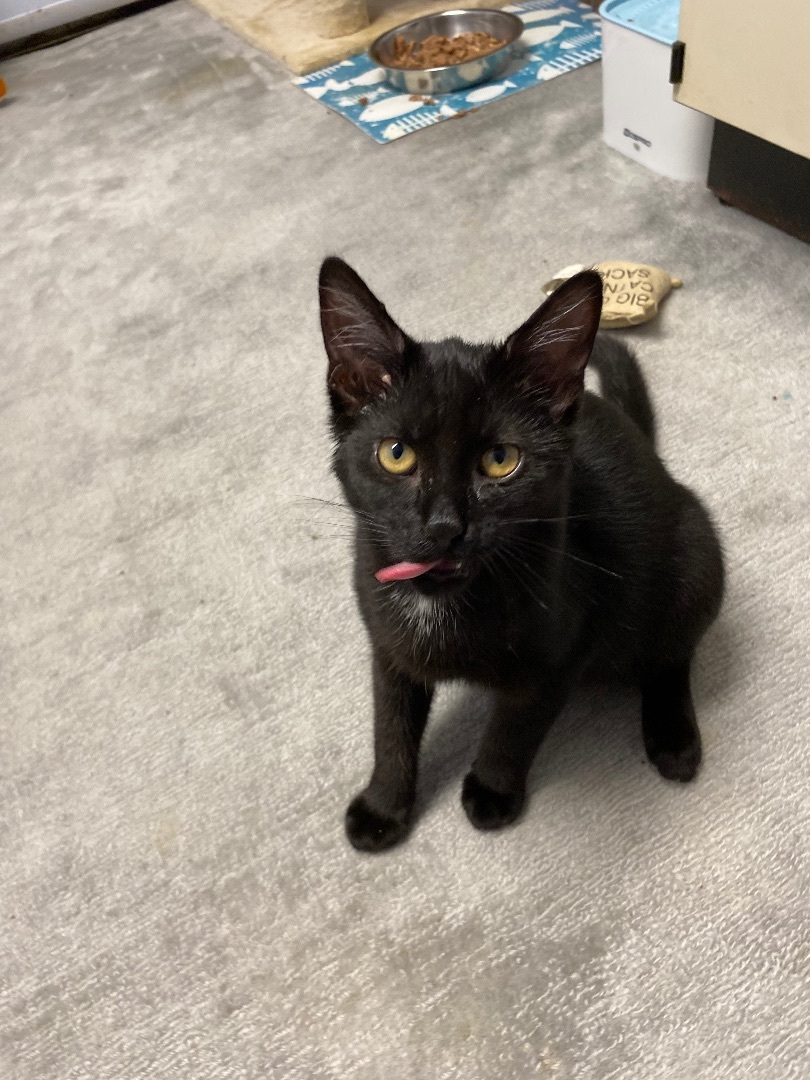 Enzo, a Adopted Domestic Short Hair in Pomona, NY image 3/5