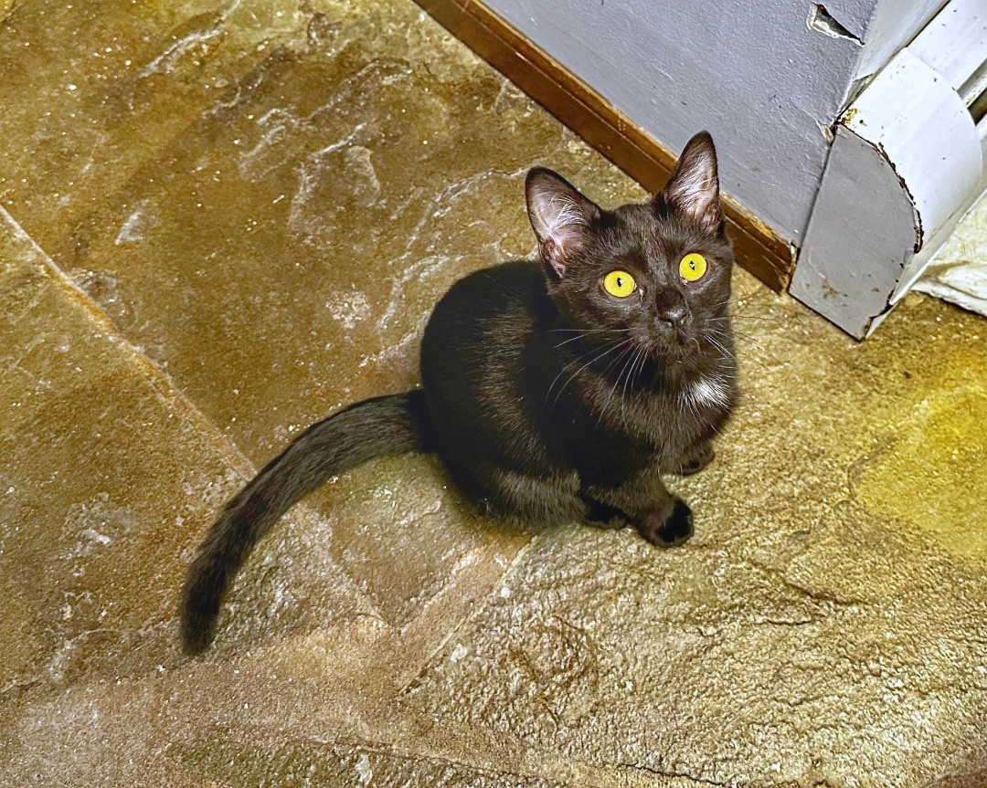 Enzo, a Adopted Domestic Short Hair in Pomona, NY image 4/5