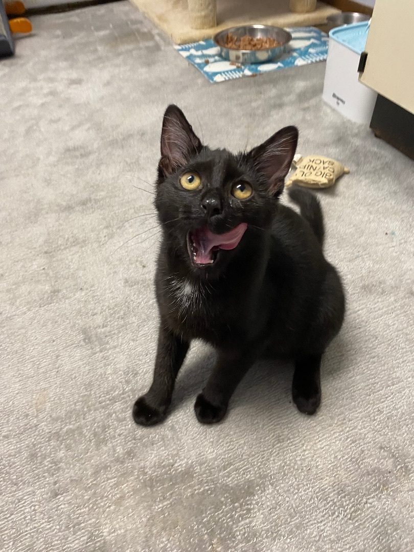 Enzo, a Adopted Domestic Short Hair in Pomona, NY image 5/5