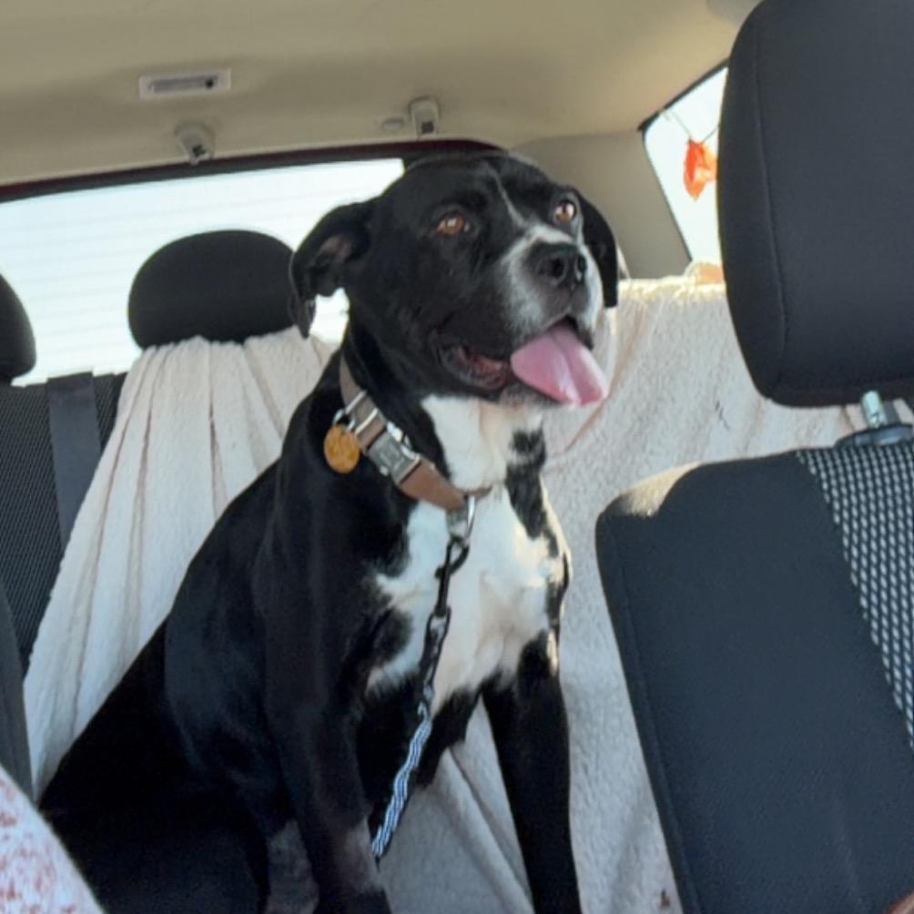 Enlarge Bella, a Adoptable mixed breed in Ridgely, MD image 1/6