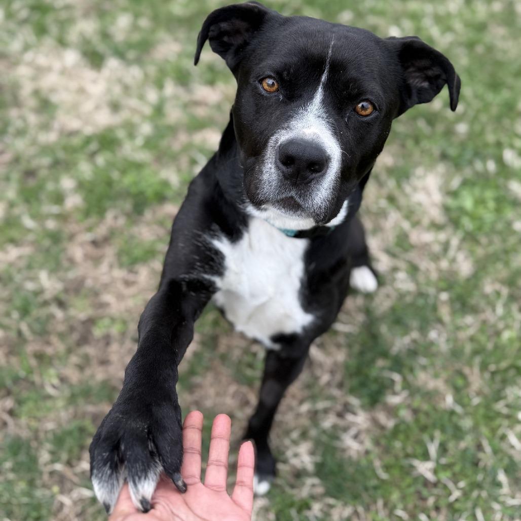 Enlarge Bella, a Adoptable mixed breed in Ridgely, MD image 3/6