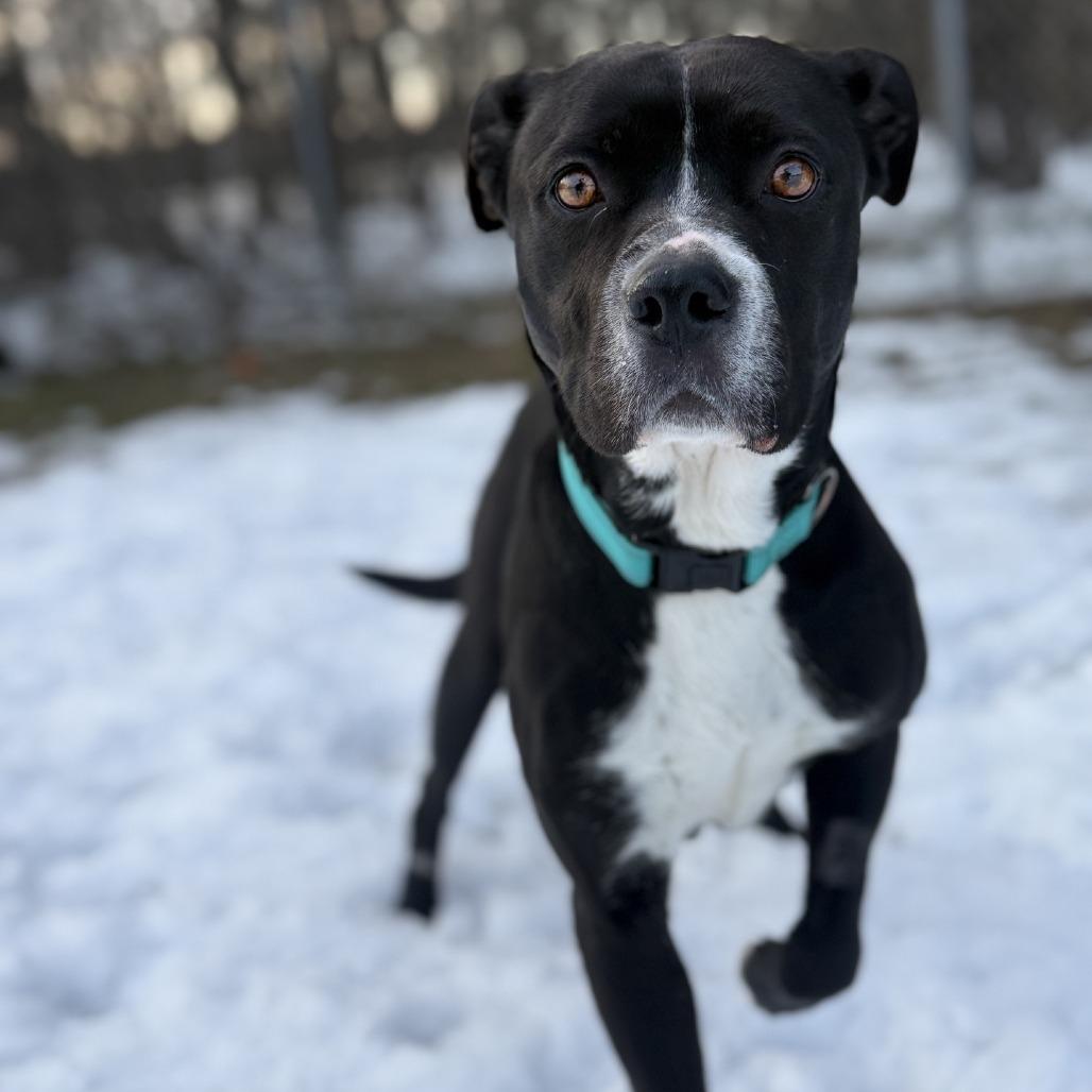 Enlarge Bella, a Adoptable mixed breed in Ridgely, MD image 4/6