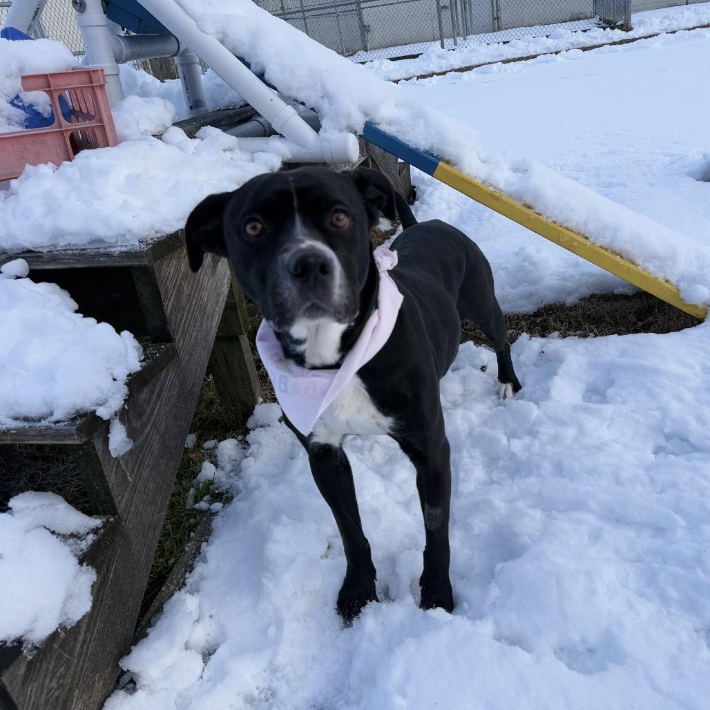 Enlarge Bella, a Adoptable mixed breed in Ridgely, MD image 5/6