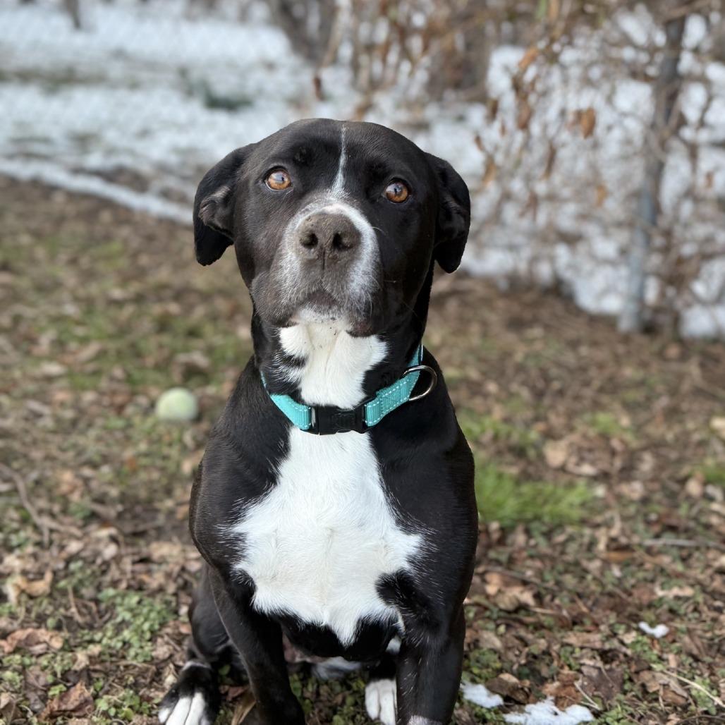 Enlarge Bella, a Adoptable mixed breed in Ridgely, MD image 6/6