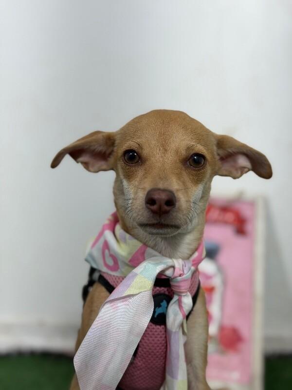 Alice-One of our Amazing Rescue Dogs, Adoptable, Puppy Female Chihuahua & Italian Greyhound.