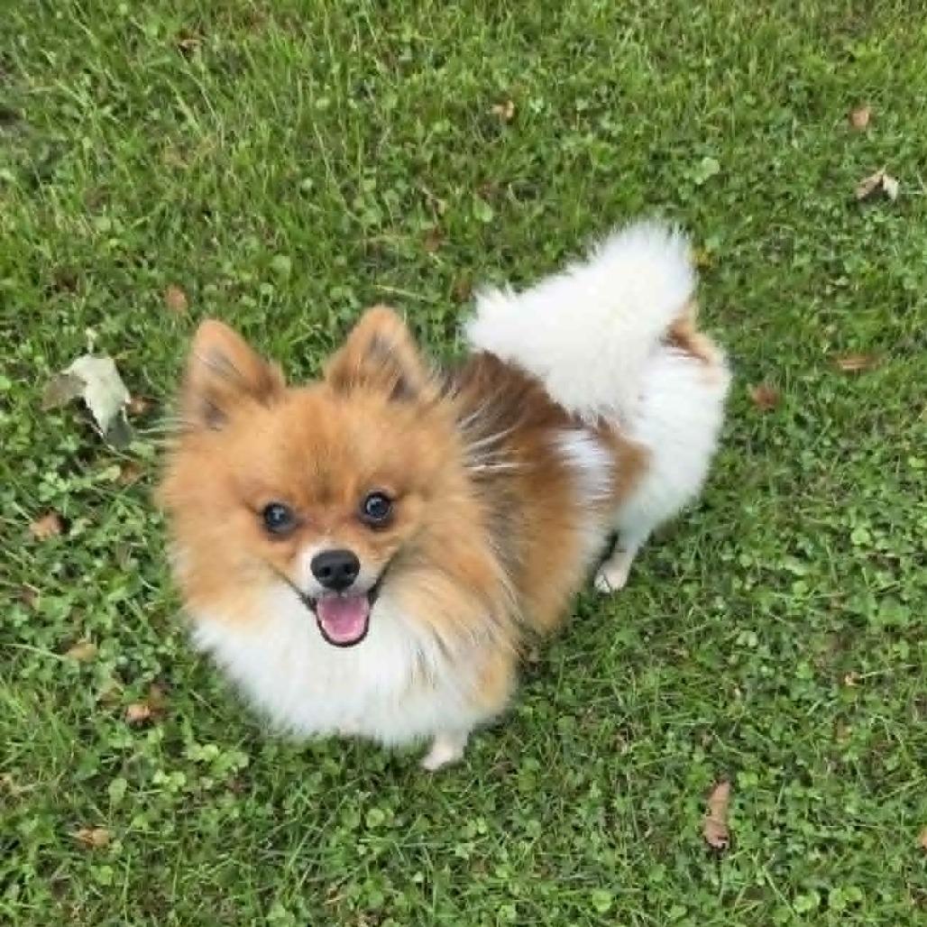Bumi, Adoptable, Adult Male Pomeranian.