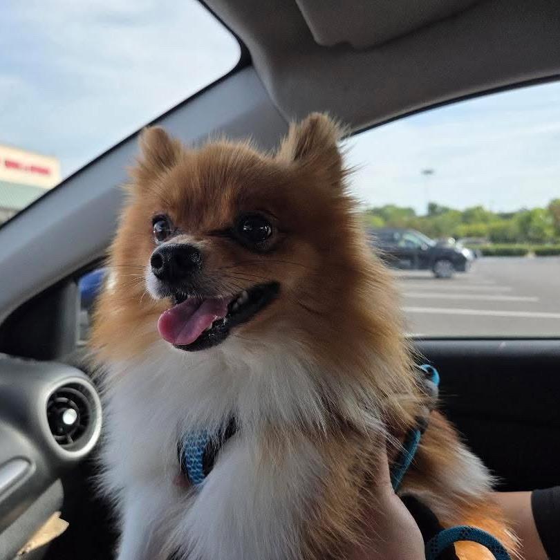 Enlarge Bumi, a Adoptable Pomeranian in Rochester, MN image 2/6