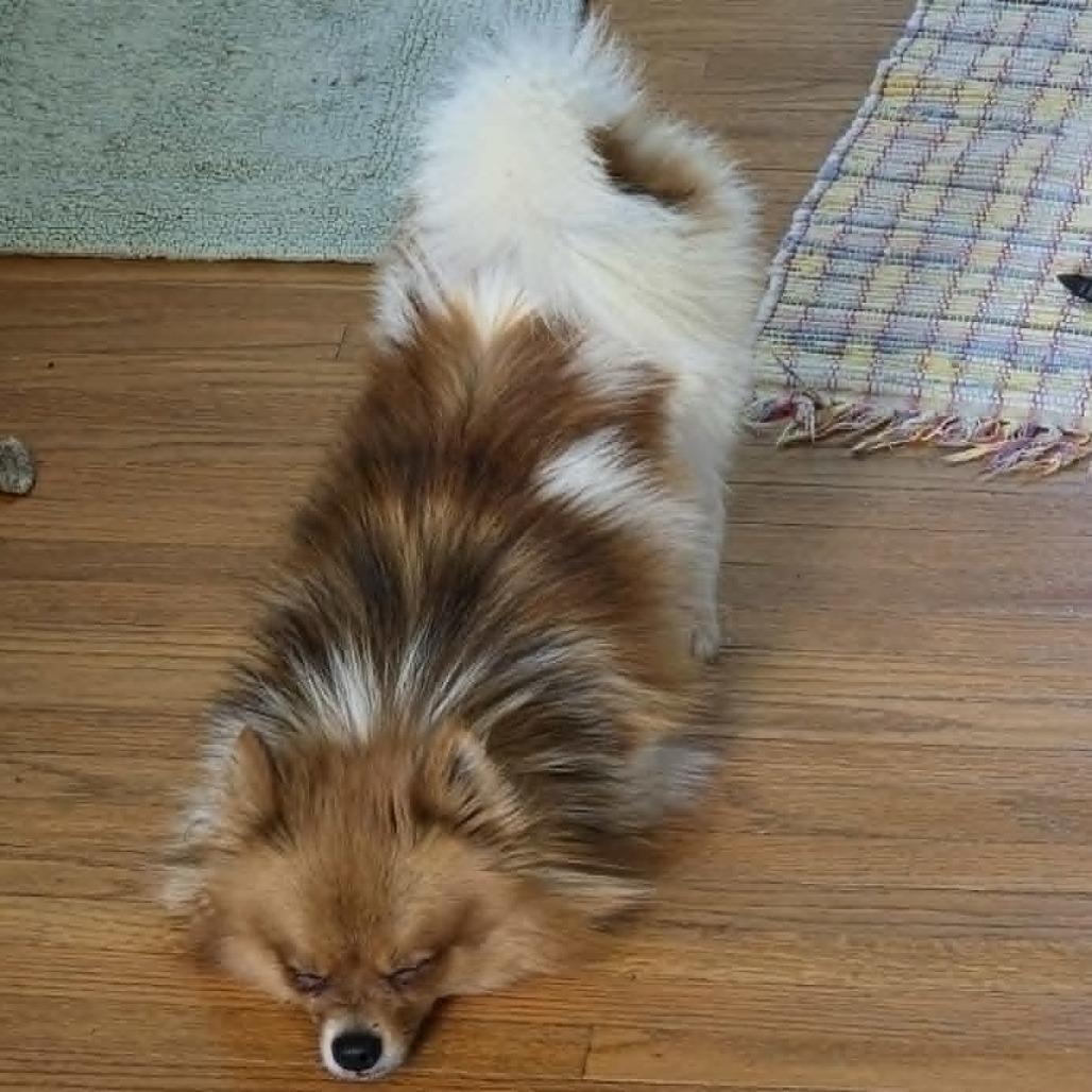 Enlarge Bumi, a Adoptable Pomeranian in Rochester, MN image 3/6