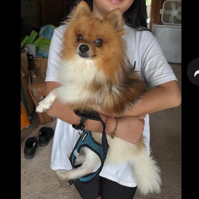 Enlarge Bumi, a Adoptable Pomeranian in Rochester, MN image 5/6