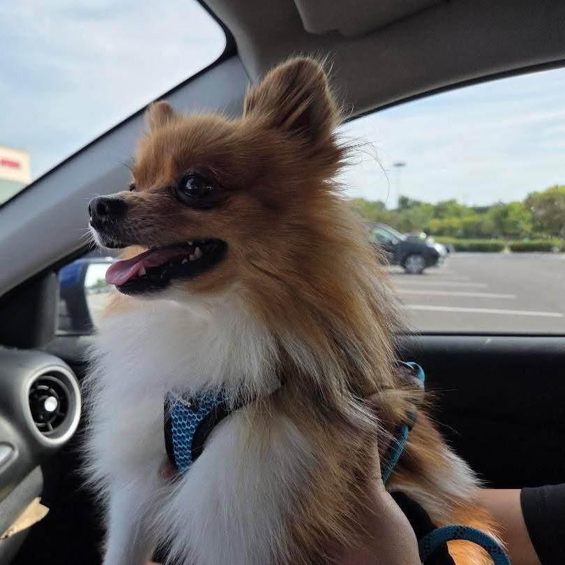 Enlarge Bumi, a Adoptable Pomeranian in Rochester, MN image 6/6