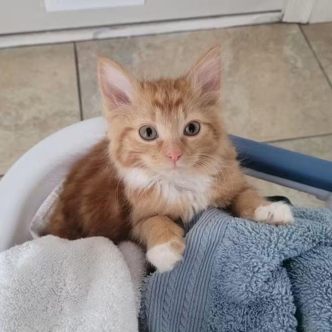 27102025B, Adopted, Young Male Domestic Medium Hair.