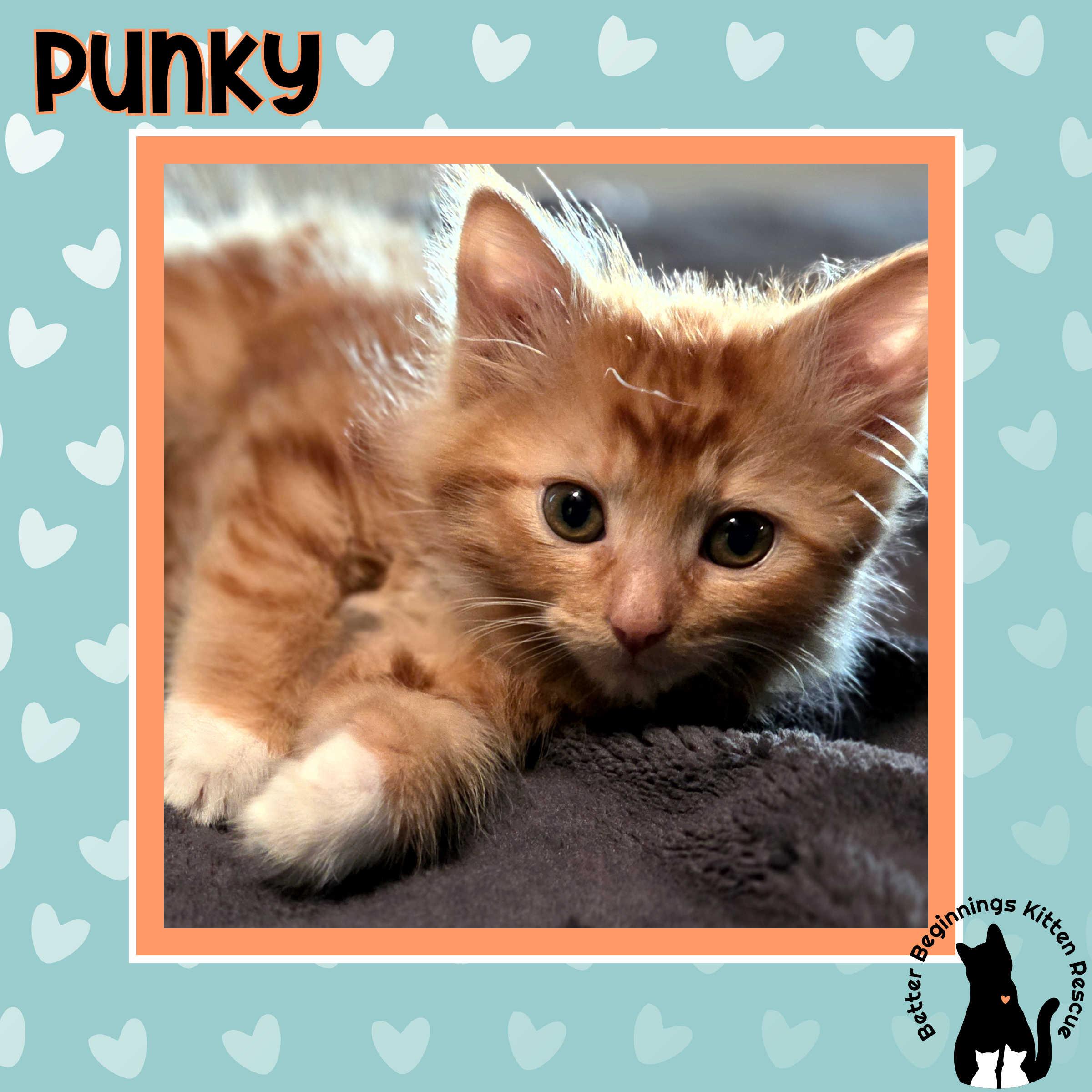 Enlarge 27102025B, a Adopted Domestic Medium Hair in Kamloops, BC image 2/6