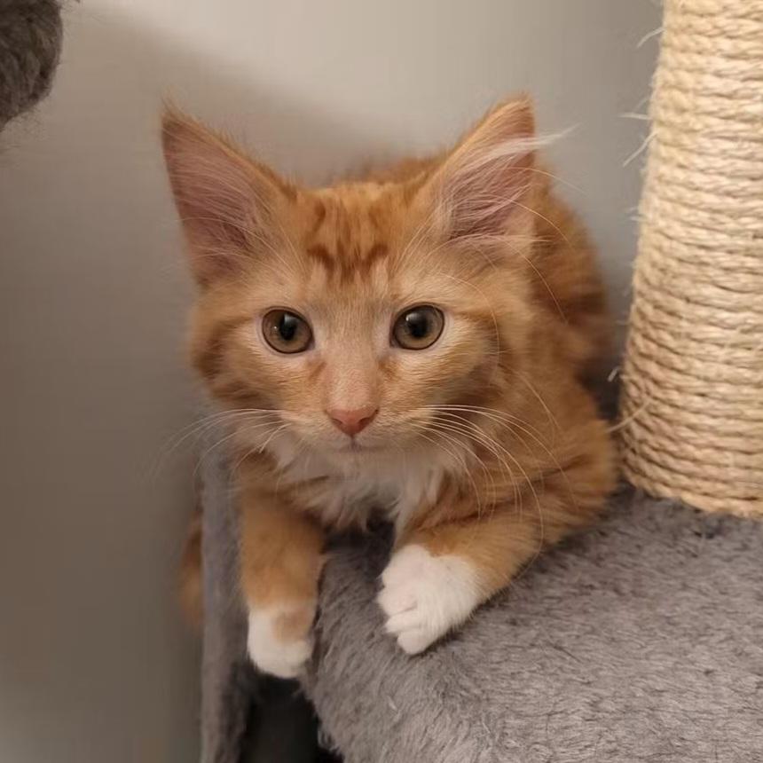 Enlarge 27102025B, a Adopted Domestic Medium Hair in Kamloops, BC image 3/6