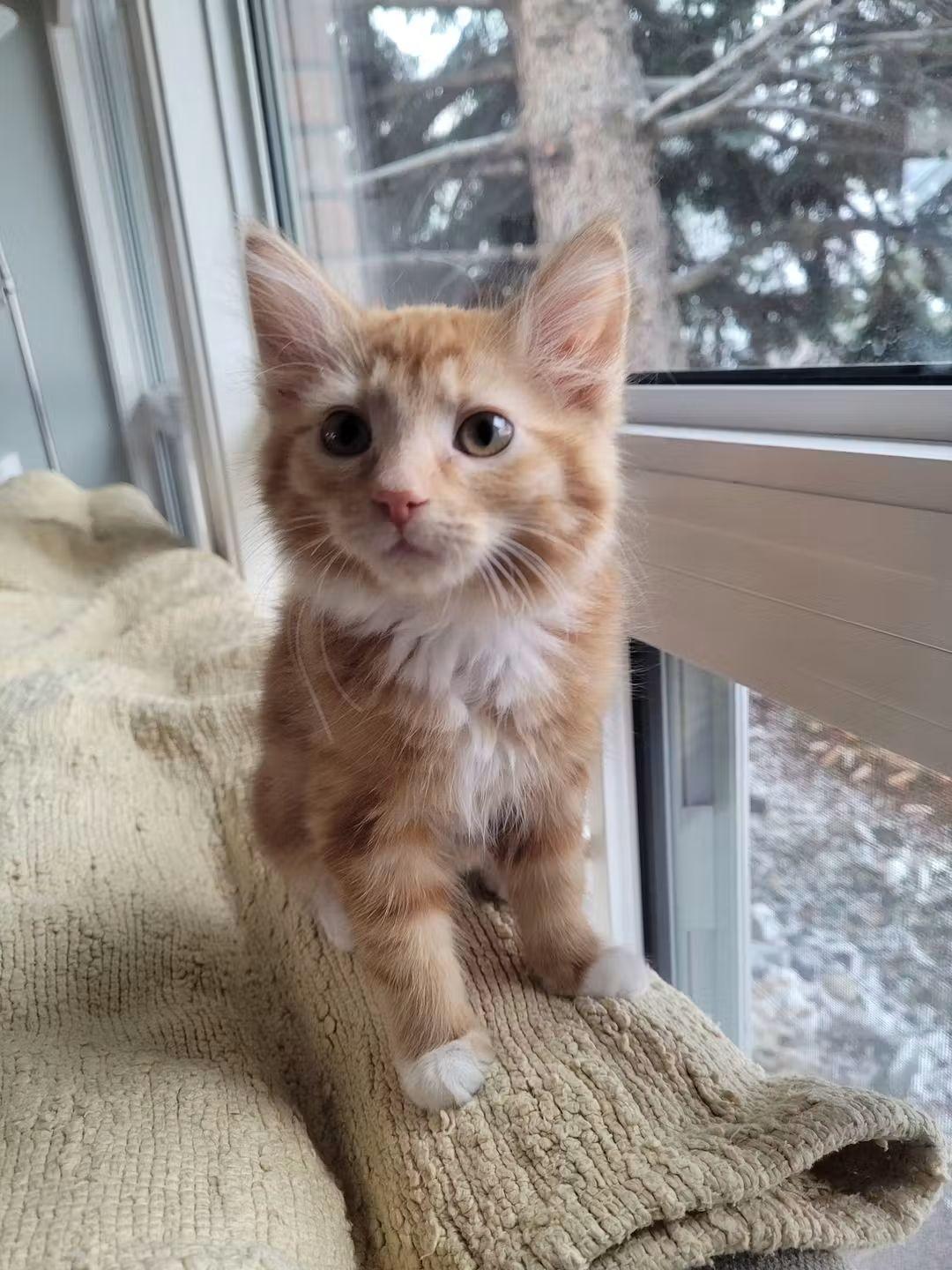 Enlarge 27102025B, a Adopted Domestic Medium Hair in Kamloops, BC image 4/6