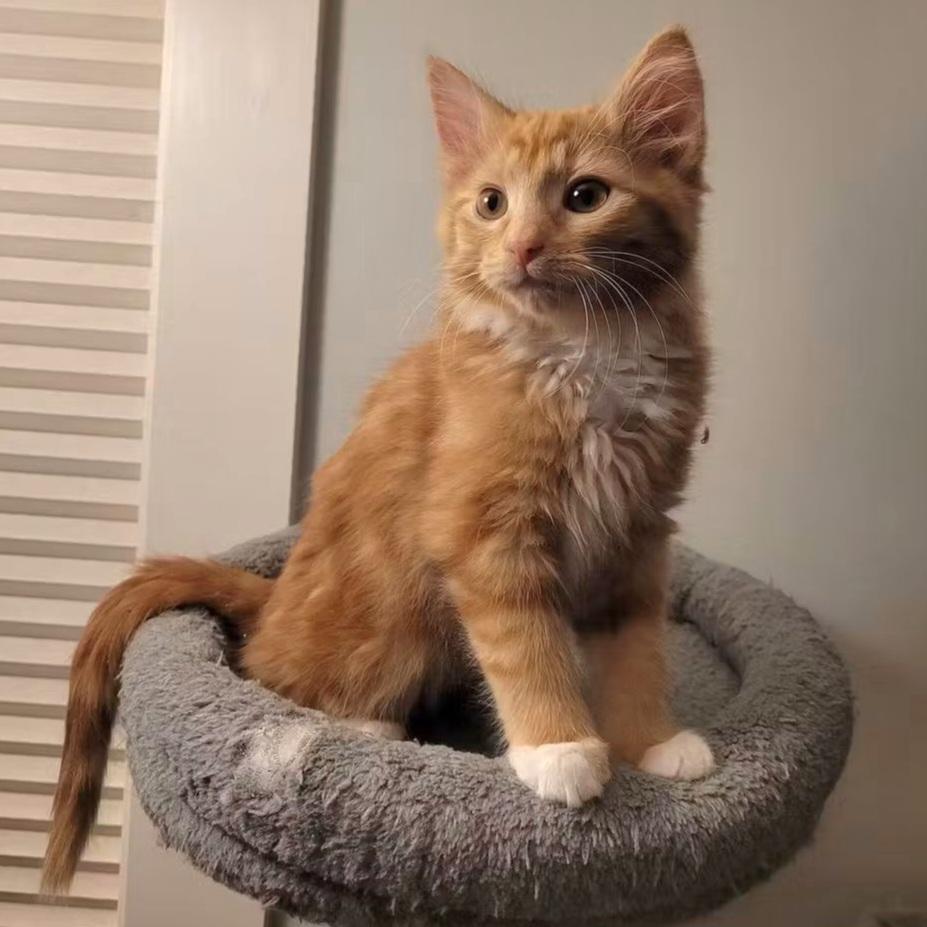 Enlarge 27102025B, a Adopted Domestic Medium Hair in Kamloops, BC image 6/6