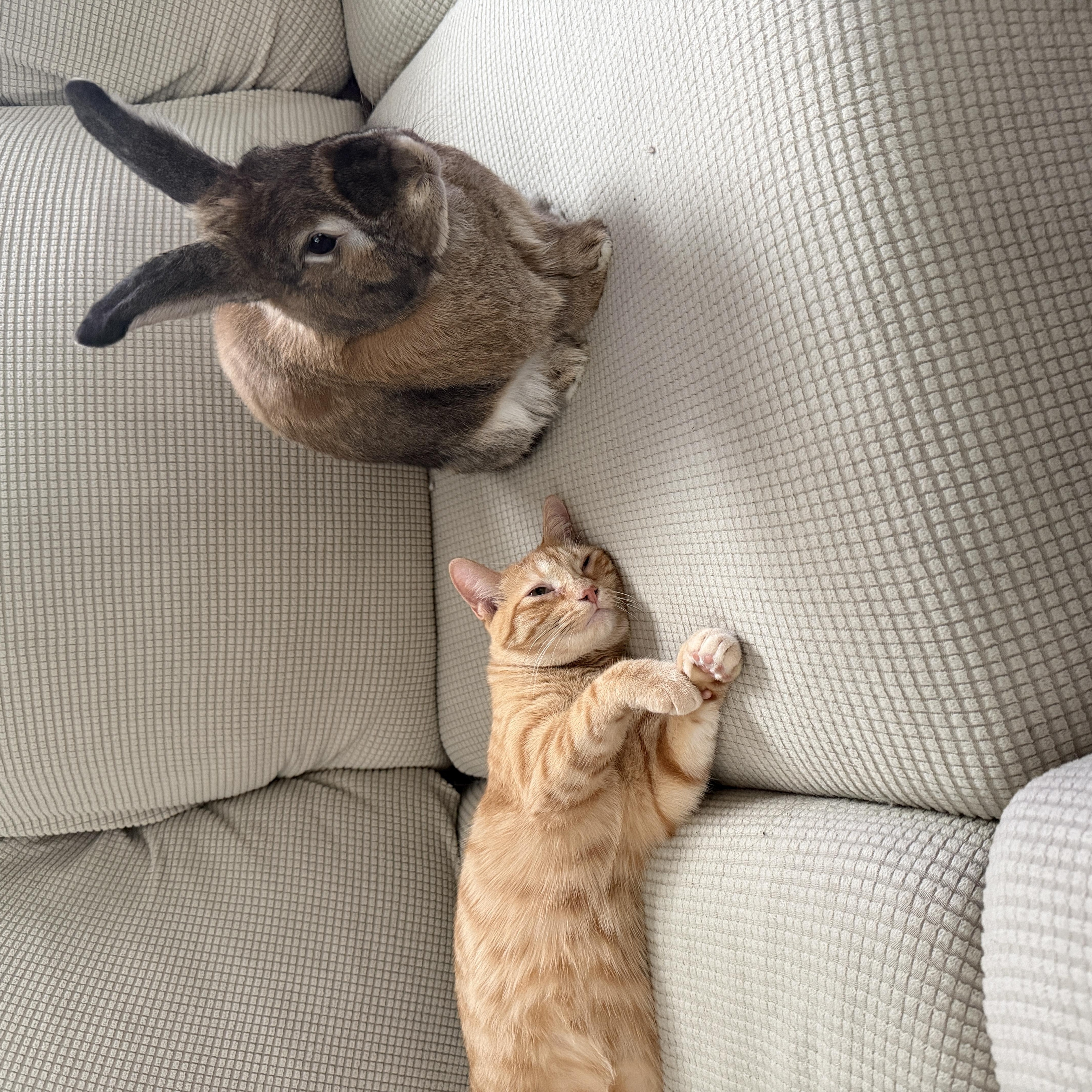 Enlarge Morgan, an adopted mixed breed in Coralville, IA image 2/6