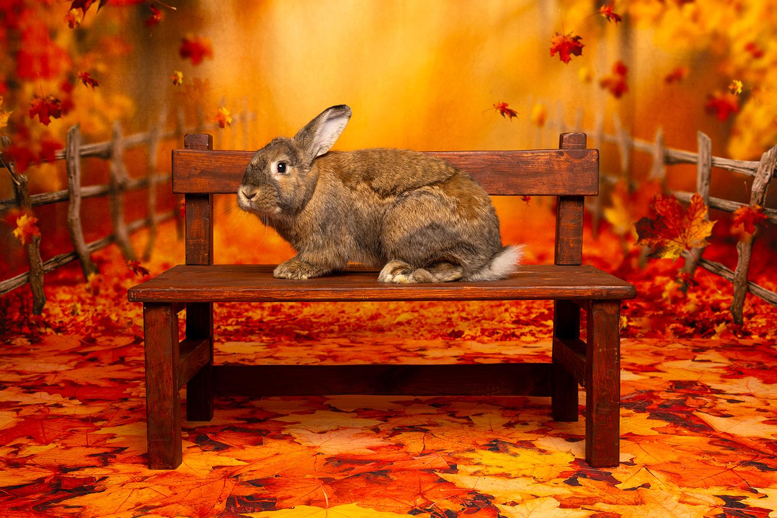 Enlarge Morgan, an adopted mixed breed in Coralville, IA image 3/6