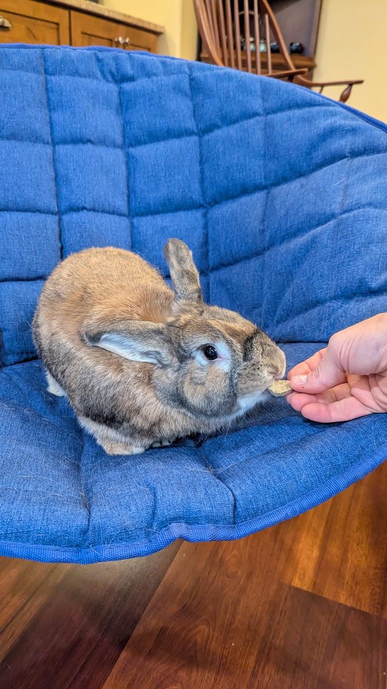 Enlarge Morgan, an adopted mixed breed in Coralville, IA image 5/6