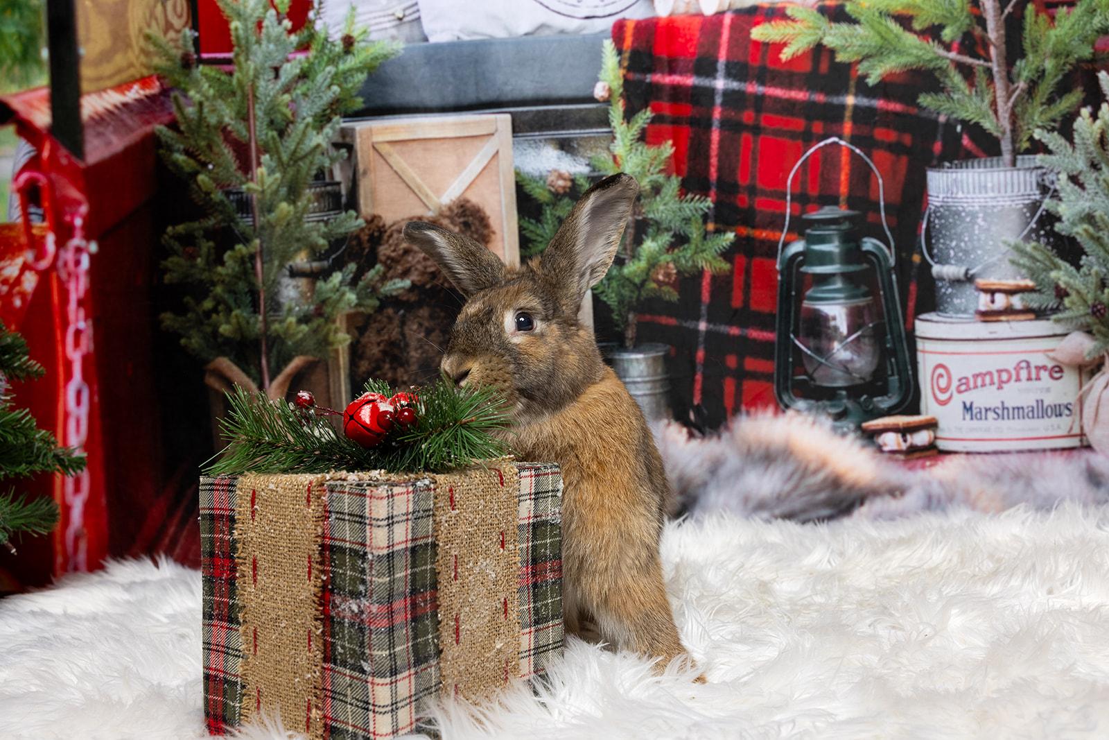 Enlarge Morgan, an adopted mixed breed in Coralville, IA image 1/6